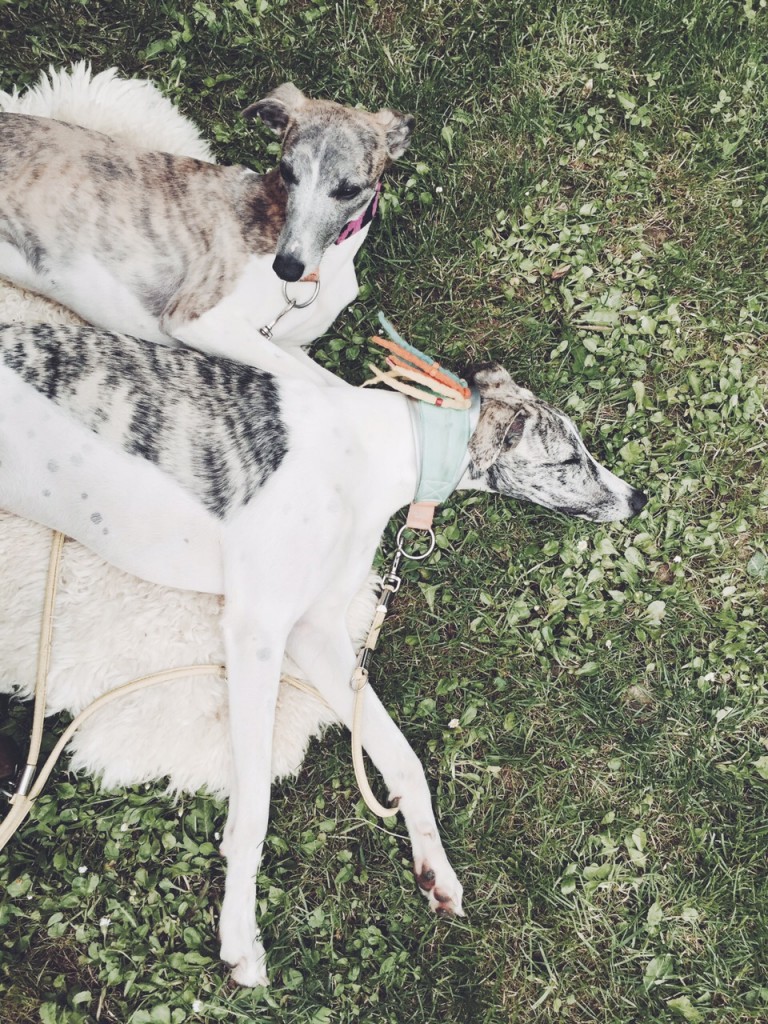 Whippetkuscheln