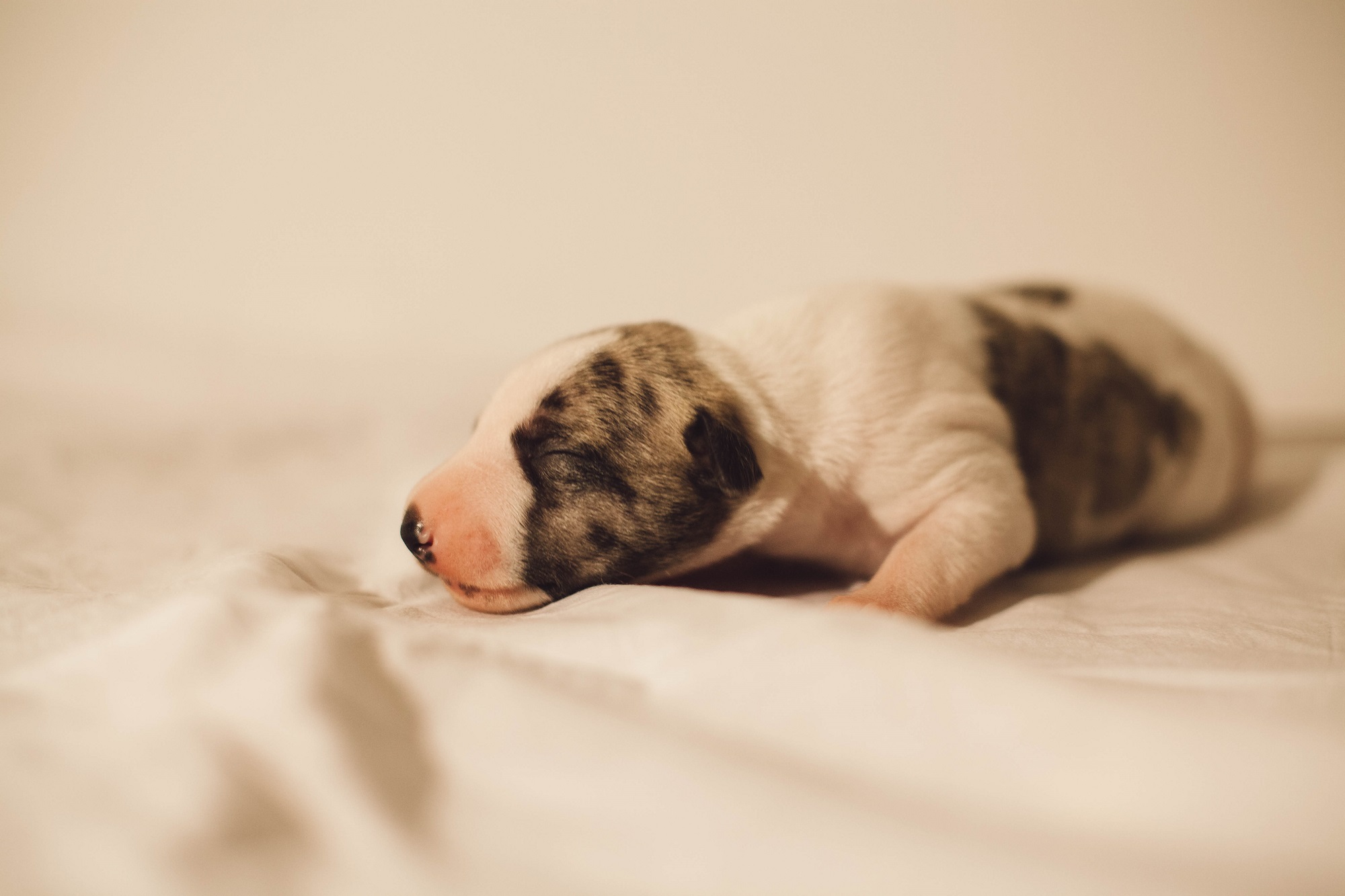 Dezember – Hundebaby 1 Woche-121