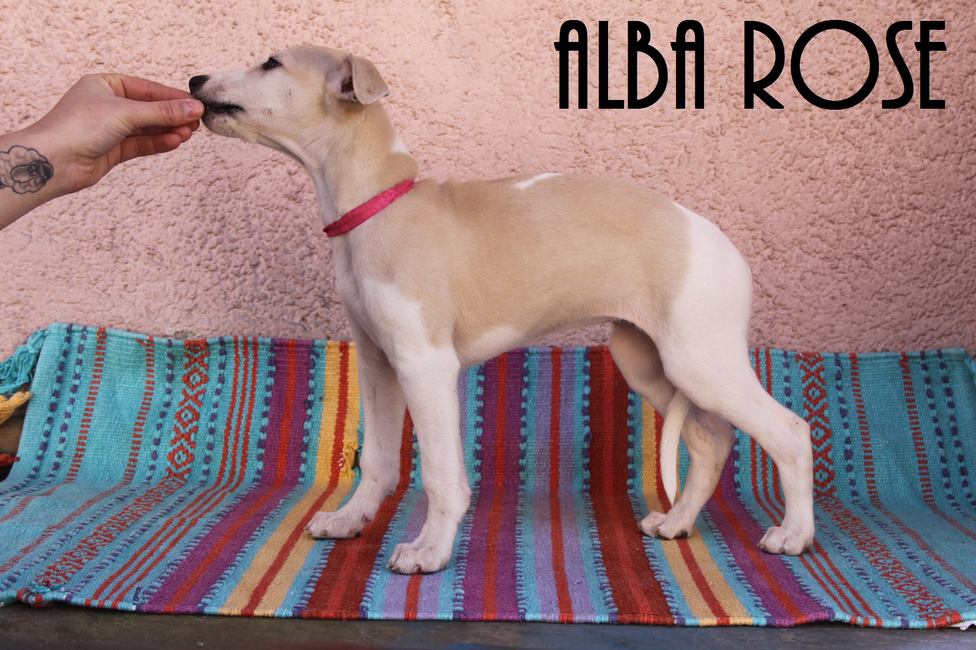 8. Alba Rose 1
