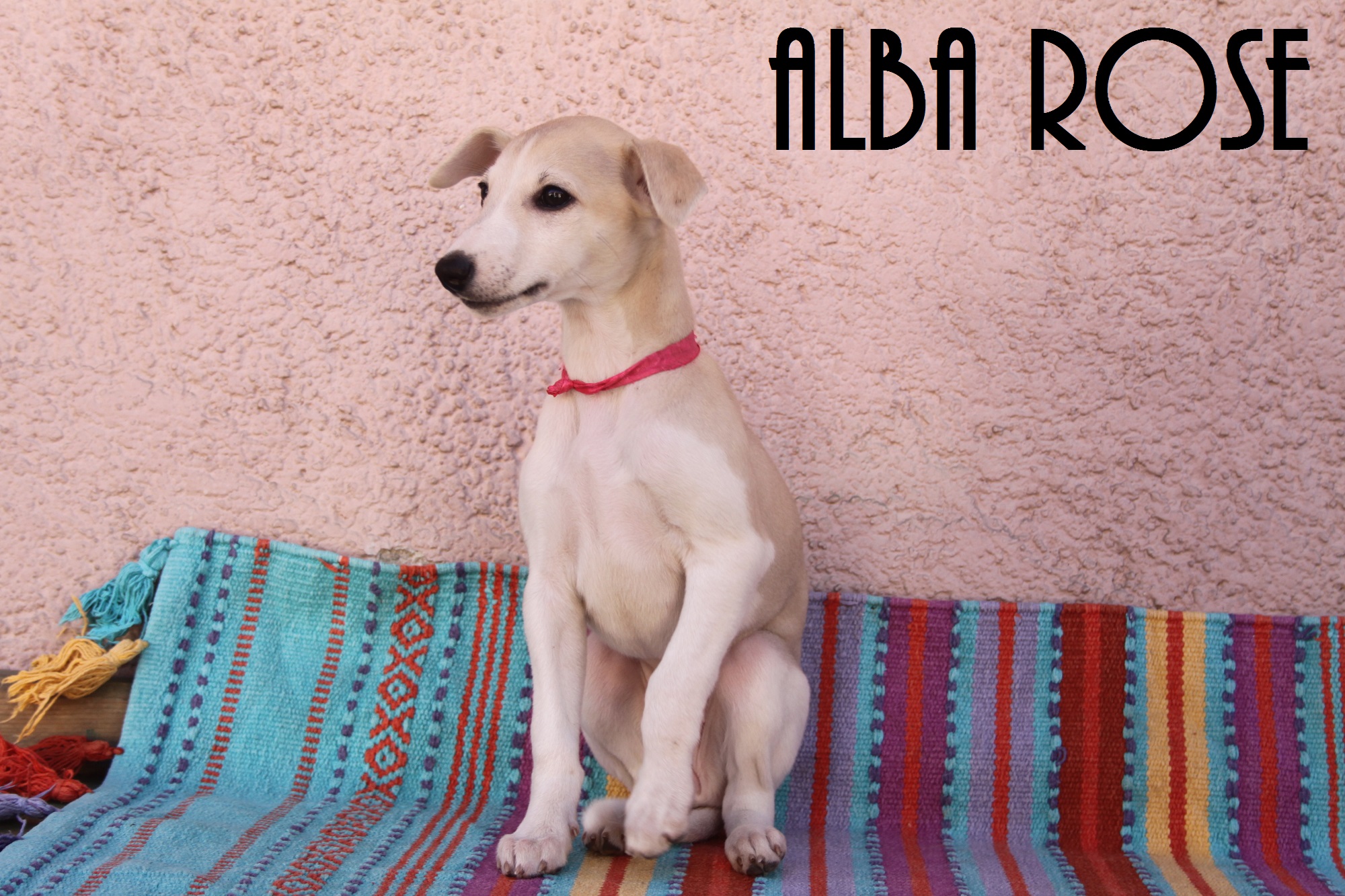 8. Alba Rose 3