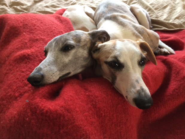 Whippetkuscheln
