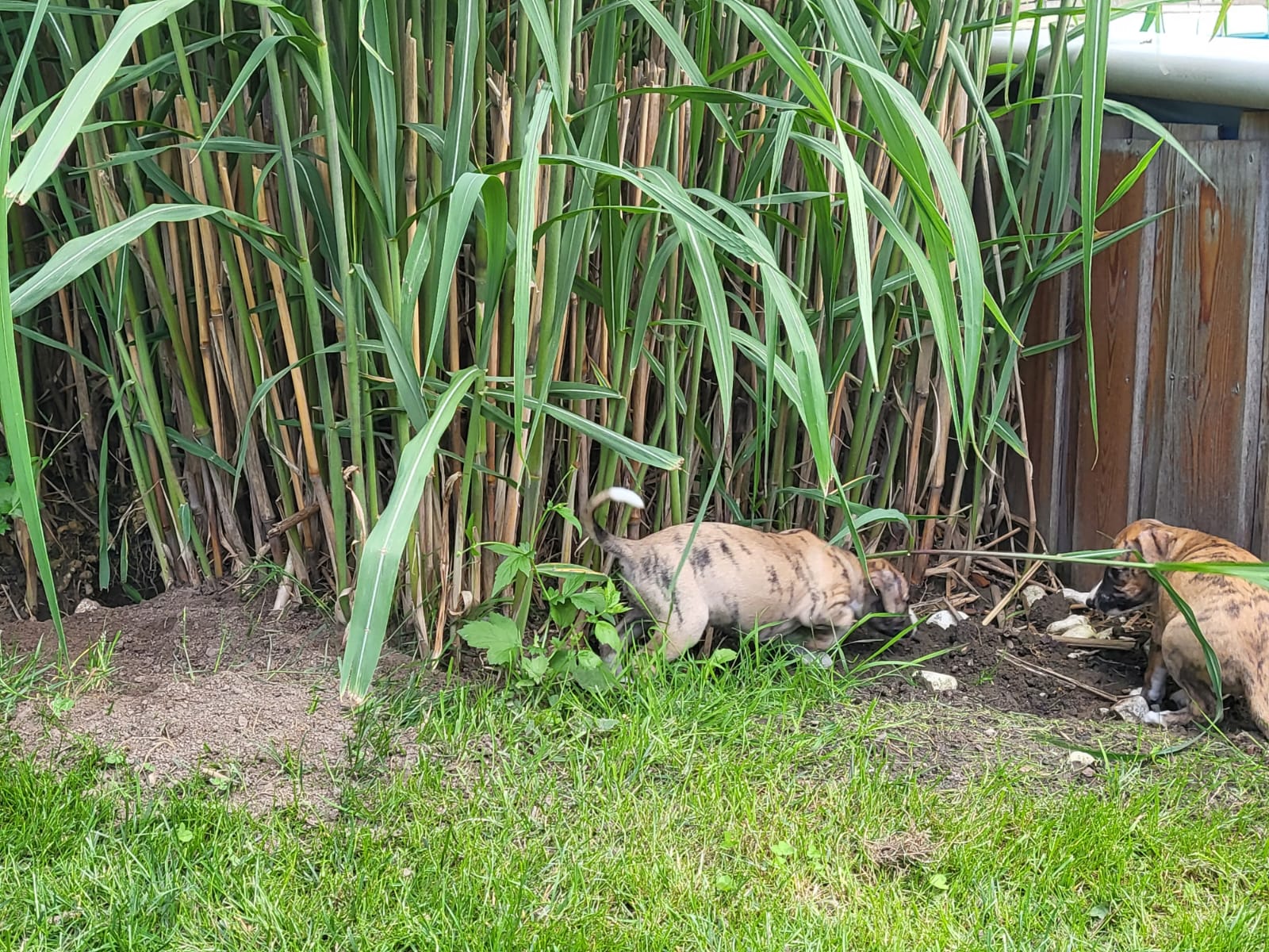 M-Wurf Woche 5 - allgemeines Foto 3