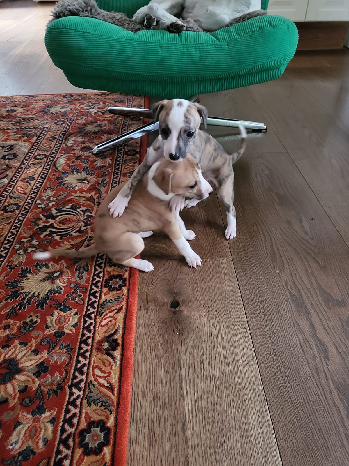 M-Wurf Woche 5 - allgemeines Foto 18
