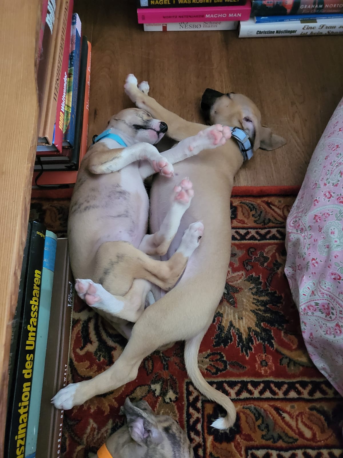 M-Wurf Woche 6 - allgemeines Foto 2