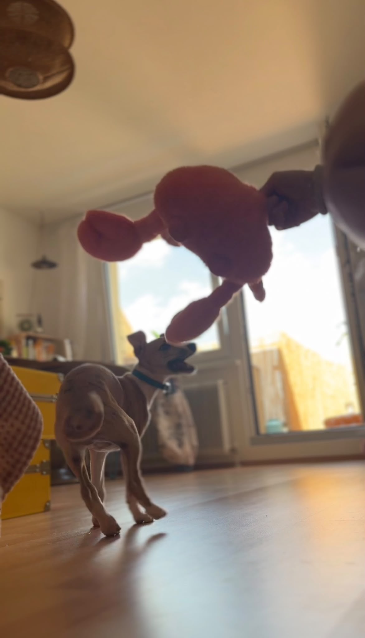 M-Wurf Woche 10 - Murmel Foto 3